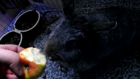 Cute black rabbit eating an apple