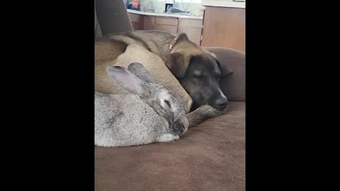 Dog and Rabbit Form an Adorable Cuddle Duo