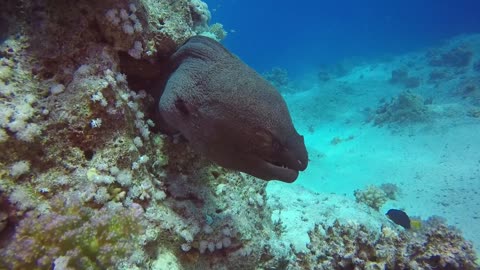 Camera eye captured under water see creature wild world 😯