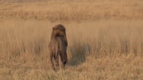 LIONS VS HYENAS - Clash of Enemies