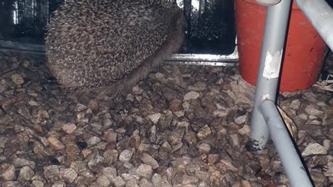 Hedgehog drinking much needed water in the UK cornwall