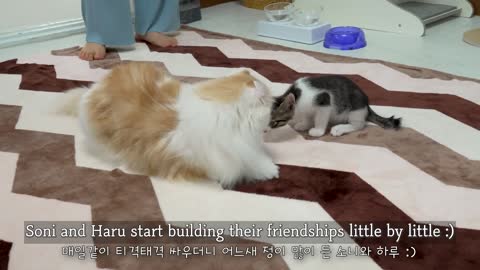 The Rescued Kitten Becomes Completely Obsessed with the Big Cat │ Episode.38