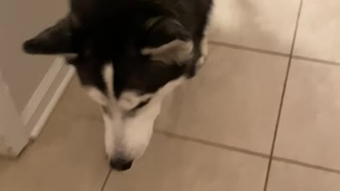 Male Husky vs. Female Husky (WHO EATS FASTER?)