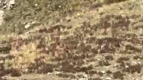 Bigfoot filmed from a train in Colorado