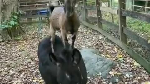 Donkey and Goat Teamwork #shorts #viral #shortsvideo #video