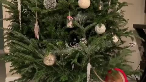 Dog uses Christmas tree to scratch backside