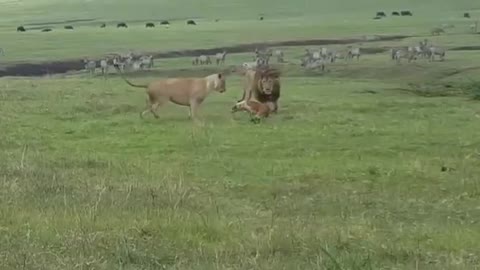 The dog encroached on a lion in front of the lioness