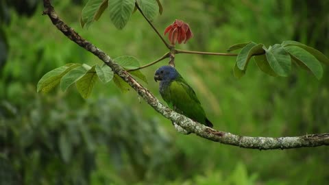 Nature Ave Parrot Fauna Colombia