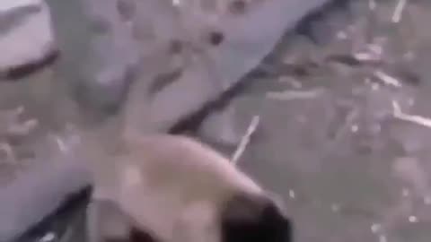 Monkey and dog funny fight