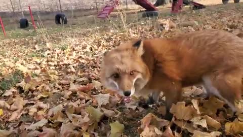 Vixie, Finny, Mutty, Dixie in leaves