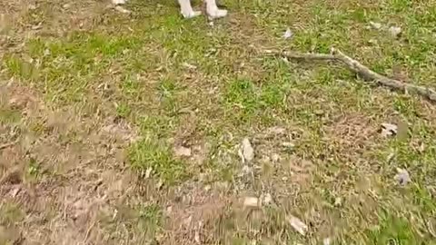 EPIC Dog Falls HUGE HOLE