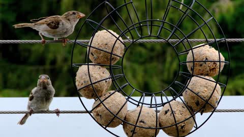 Feeding an agile bird