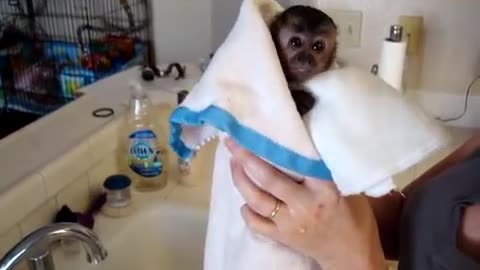 Baby monkey nala get bath