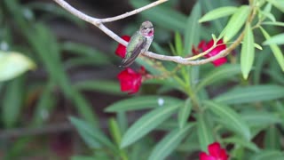 Anna's Hummingbirds