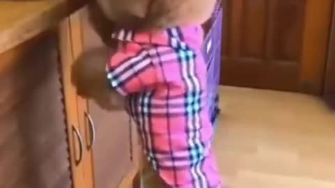 Funny and cute dog videos shorts shortsvideo