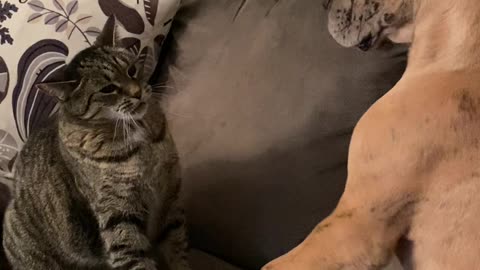 Cat and Dog Pals Pester with Paws