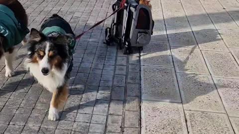 Dog Pulls Cats Along in Rolling Backpack