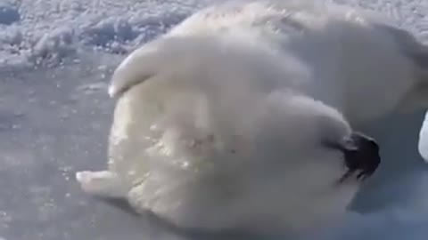 Cute Baby Seal Try to Roll