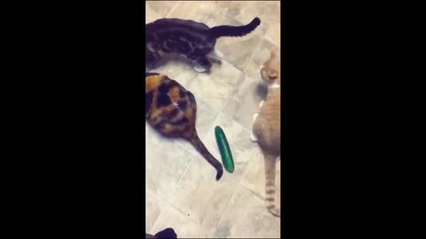 Funny animal videos - Funny cats/dogs - Funny animals -Haypyy Pett