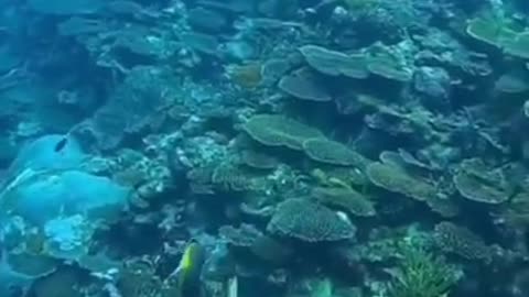 Magnificent Dance Of Beautiful Fishes in The Sea #shorts #viral #shortsvideo #video