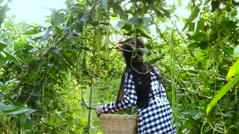 Pick up fresh Vegetables__ For Cooking Recipe In the farm Vegetables _ Beef Salad