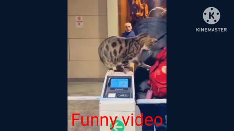 Dog funny video