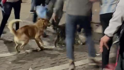 Bros Cheer As Pups Steal the Show