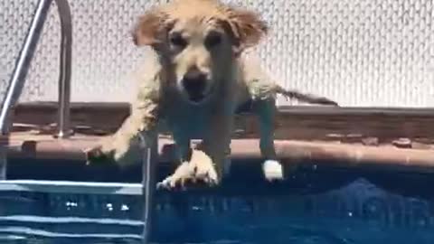 Funny Dog Jumps Into Pool