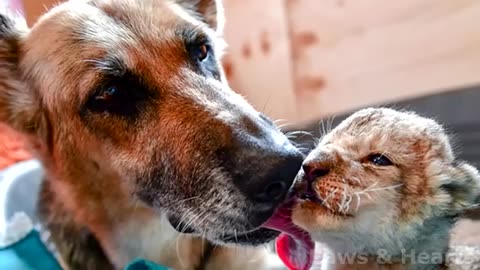 Dog raised abandoned lion cubs.