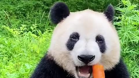 Panda eating carret. (Follow me)