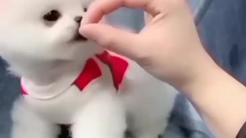 Cute and Funny Compilation