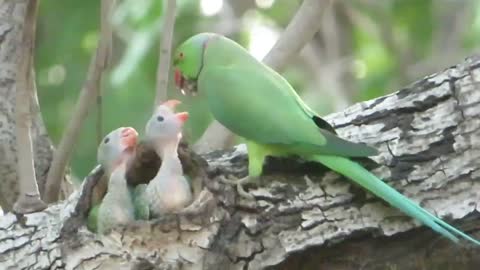 A Parrot Feeding It's Two Little Babies Baby Parrots Parrot Nest