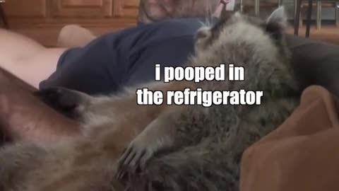 My favourite show - funny raccoon 🦝🤣🤣