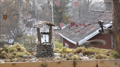 Red squirrels and the wishing well