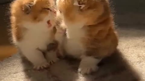 Cute cats