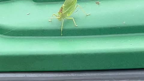 Is this leaf bug invasive?