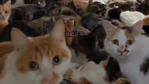 Cute cats video compilation 28