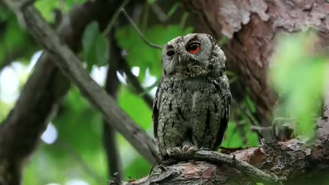 Japan scops owl ( Otus Semitorques )