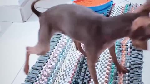 Amazing funny video #dog dancing with DJ😂😂