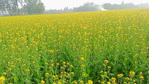 Mustard flower ceremony