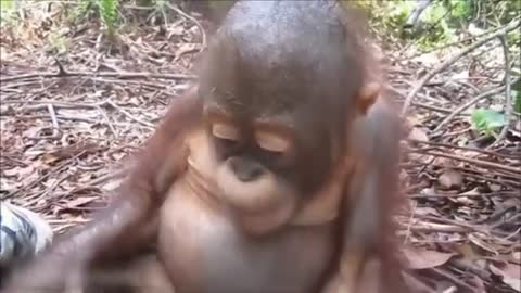 Baby Orangutan - so Cute !!!!!!!!!!