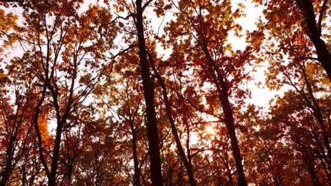 Autumn Leaves | Drone Aerial View