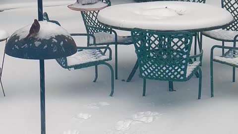 Squirrel Trying to Jump on Bird Feeder Fails