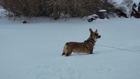 Corgi Snow