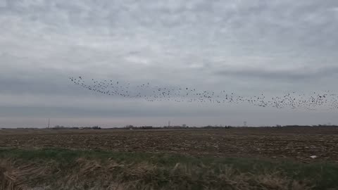 Huge Goose Flock