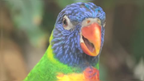 Colourful Rainbow Lorikeet Beautiful Birds