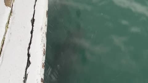 Dolphins swimming with the boat