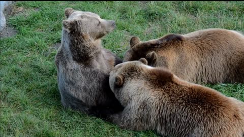 Nature's Cutest Moment: Two Bears Drinking Milk Side by Side.