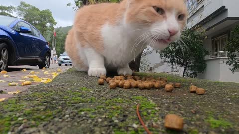 Stray cat wandering among the yellowed leaves asks me for food