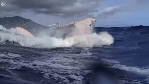 Giant Whale Jumps Out Of Nowhere - Incredibly Close Whale Encounters!-2